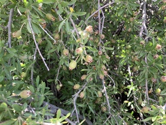 Prunus fasciculata