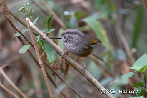 Manipur Fulvetta (Fulvetta manipurensis), photo 6