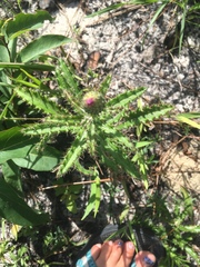 Cirsium repandum