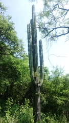Pachycereus weberi