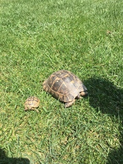 Testudo graeca ibera