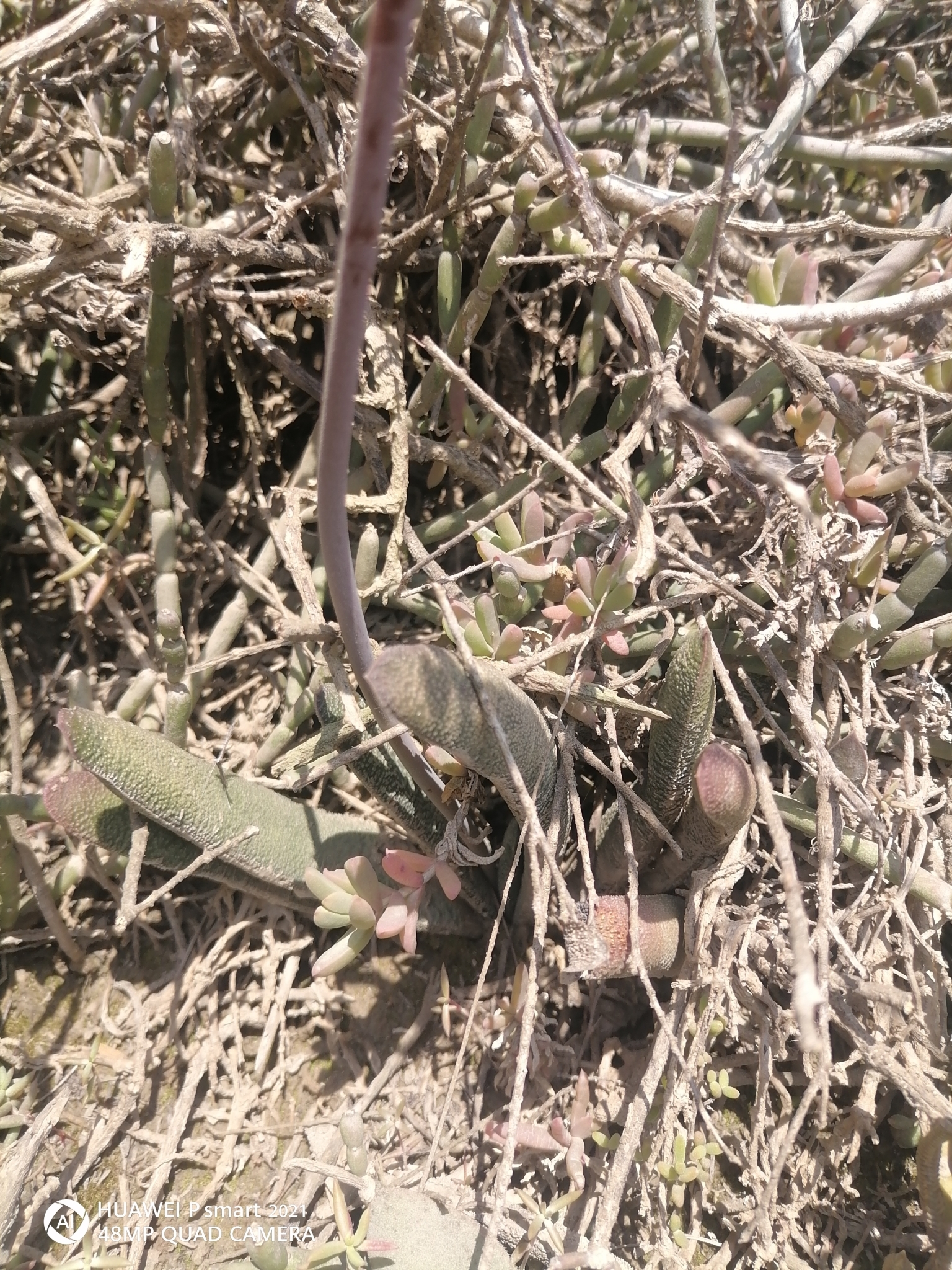 Imagem de Gasteria