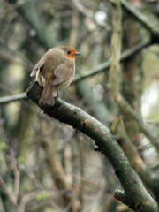 Erithacus rubecula