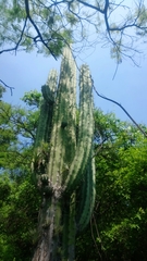 Pachycereus weberi