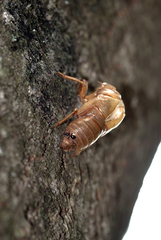 Dolichoderus diversus