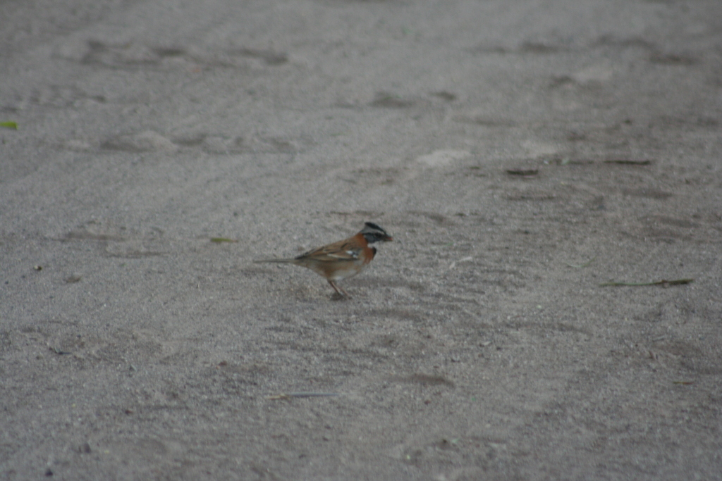 Rufous-collared Sparrow (Peruvian)