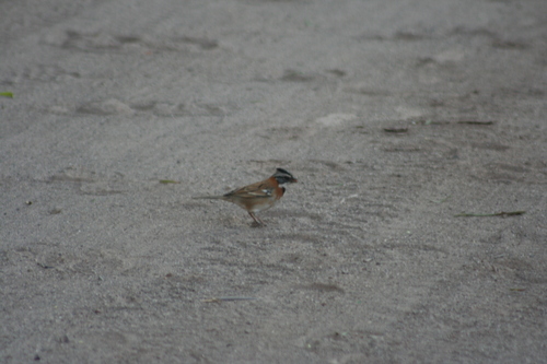 Rufous-collared Sparrow (Peruvian)