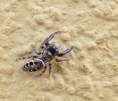 Dendryphantes mordax