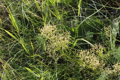 Eremogone longifolia