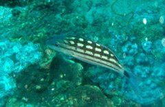 Lutjanus decussatus