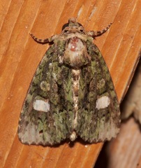 Phosphila miselioides