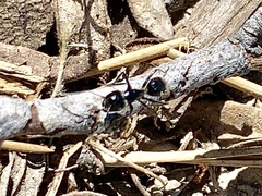 Camponotus laevissimus