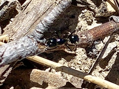 Camponotus laevissimus