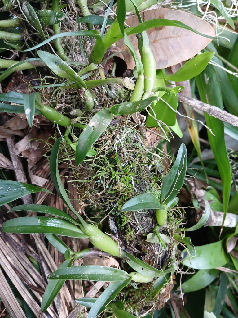 Epidendrum avicule Lindl., 1840 4