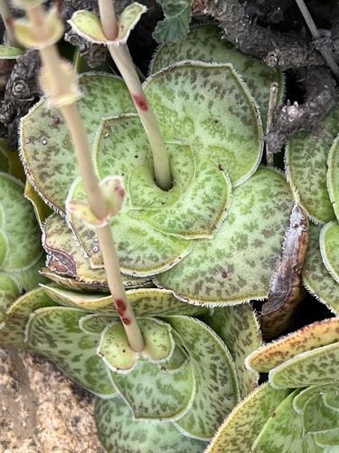 Crassula pseudhemisphaerica