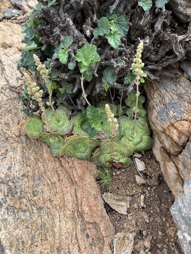 Crassula pseudhemisphaerica
