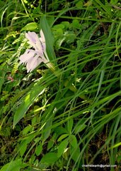 Roscoea auriculata