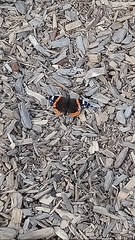 Vanessa atalanta