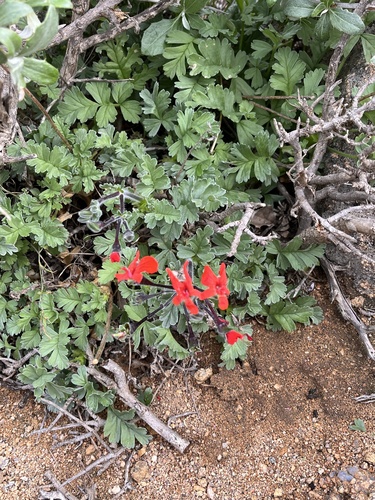 Image of Pelargonium fulgidum by (c) Dave U, some rights reserved (CC BY-SA)