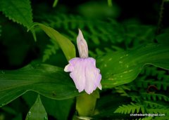 Roscoea auriculata