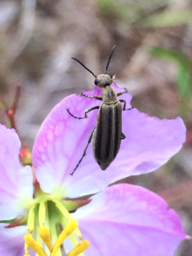 Epicauta strigosa