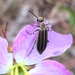 Epicauta strigosa - Photo no hay derechos reservados, subido por Michael W Belitz