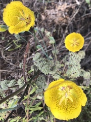 Calochortus weedii