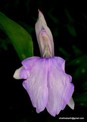 Roscoea auriculata
