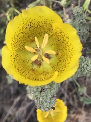 Calochortus weedii