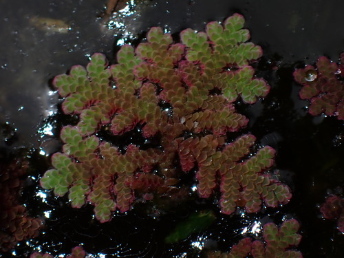 Image of Carolina Mosquitofern (Azolla caroliniana) by (c) chiuluan, some rights reserved (CC BY)