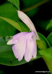 Roscoea auriculata