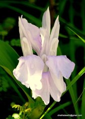Roscoea auriculata