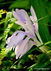 Roscoea auriculata