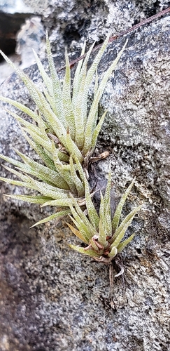 Tillandsia fasciculata var. fasciculata