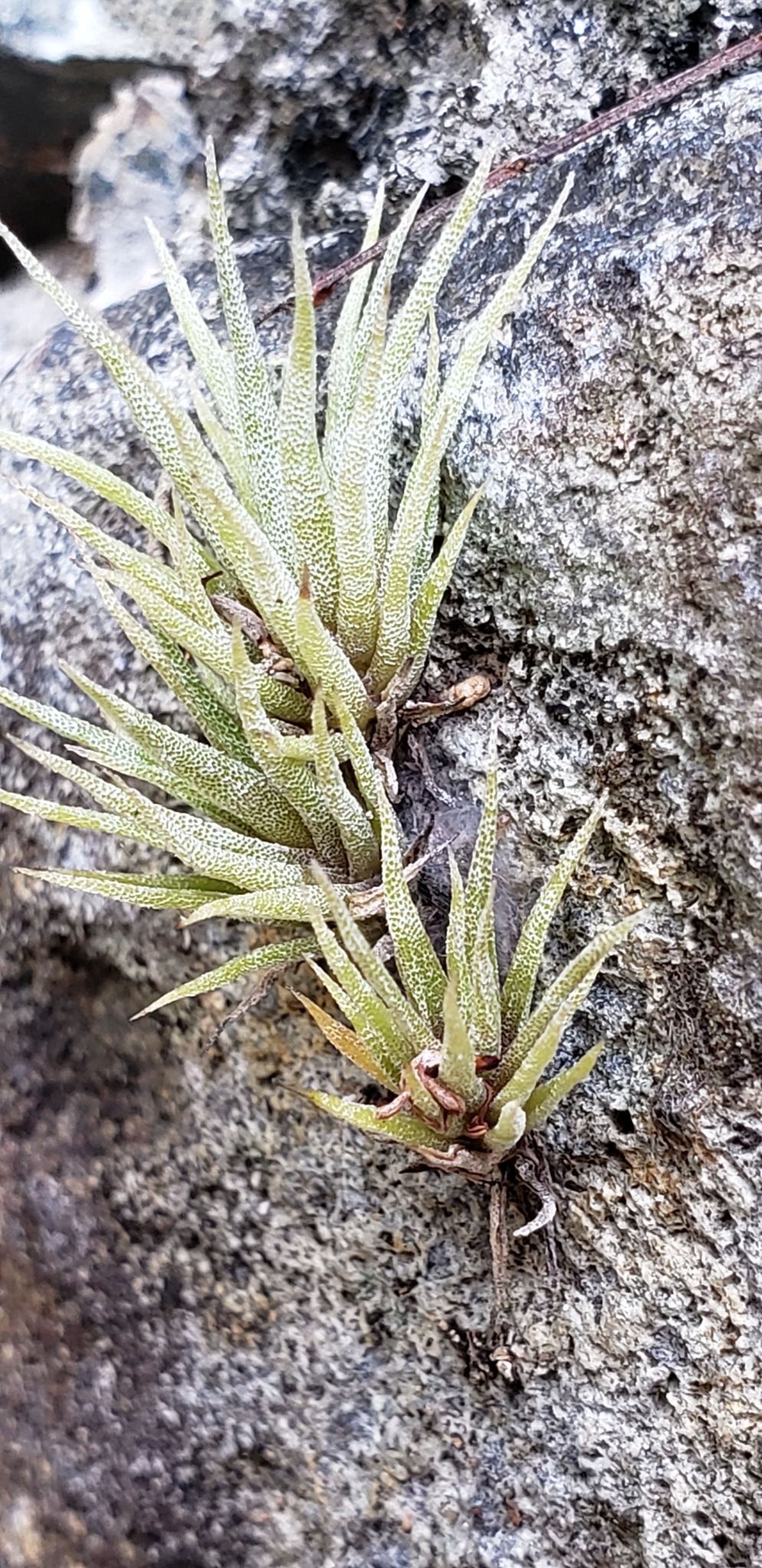 Tillandsia fasciculata var. fasciculata