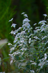 Pycnanthemum incanum