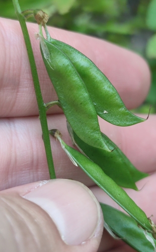 Wood Vetch