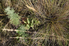 Hylotelephium maximum ruprechtii