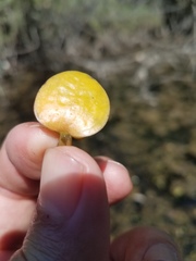 Limnobium laevigatum