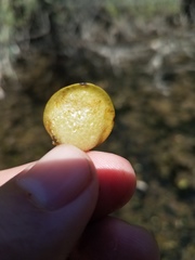 Limnobium laevigatum