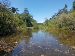 Limnobium laevigatum