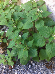 Solanum nigrum