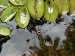 Limnogonus aduncus