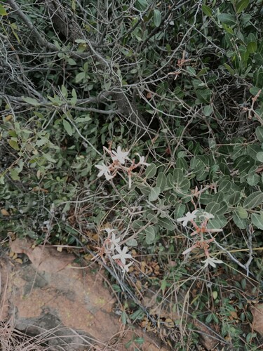 Ancylobothrys capensis, photograph 2
