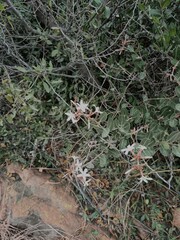 Ancylobothrys capensis, photograph Hildegard Klein, CC BY, iNaturalist via GBIF