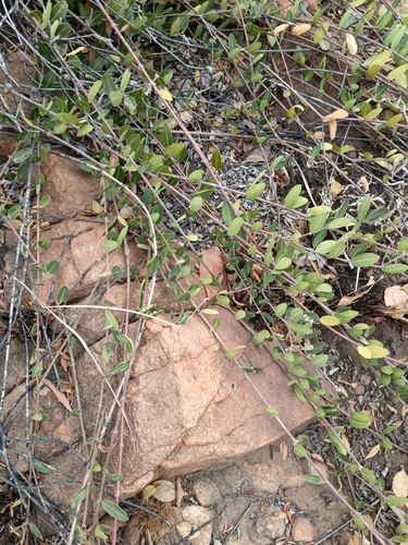 Ancylobothrys capensis, photograph 3