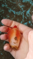 Halocynthia pyriformis