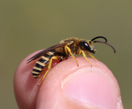 Great Banded Furrow Bee photo 6