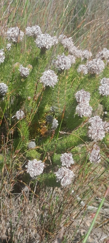 Serruria brownii, photograph 3