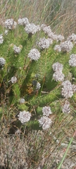 Serruria brownii, photograph (c) James Deacon, some rights reserved (CC BY-SA)